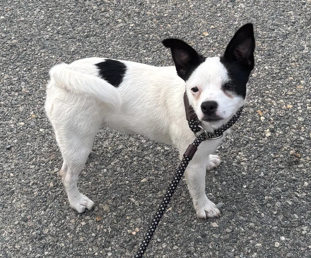 Cadpig - Photo 1