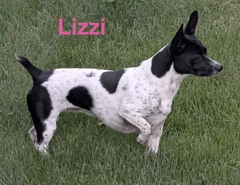 Lizzi