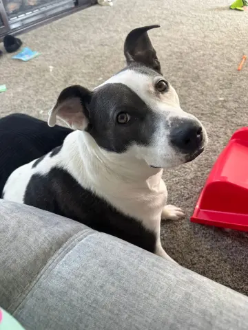 Carnation thumbnail 4