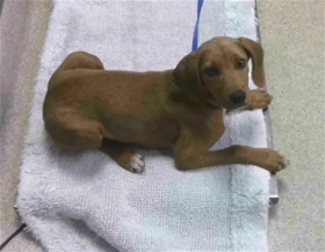 Roscoe - Photo 1