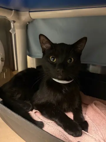 Orio
