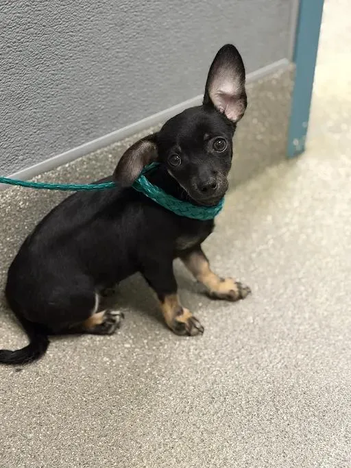 Milo - Photo 1