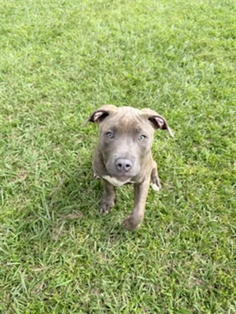 Daisy - Photo 1