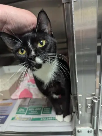 Kitty