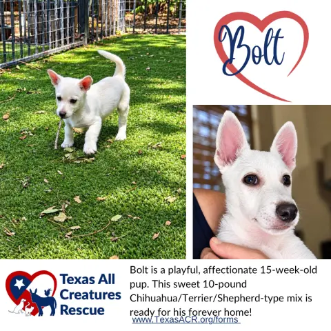Bolt