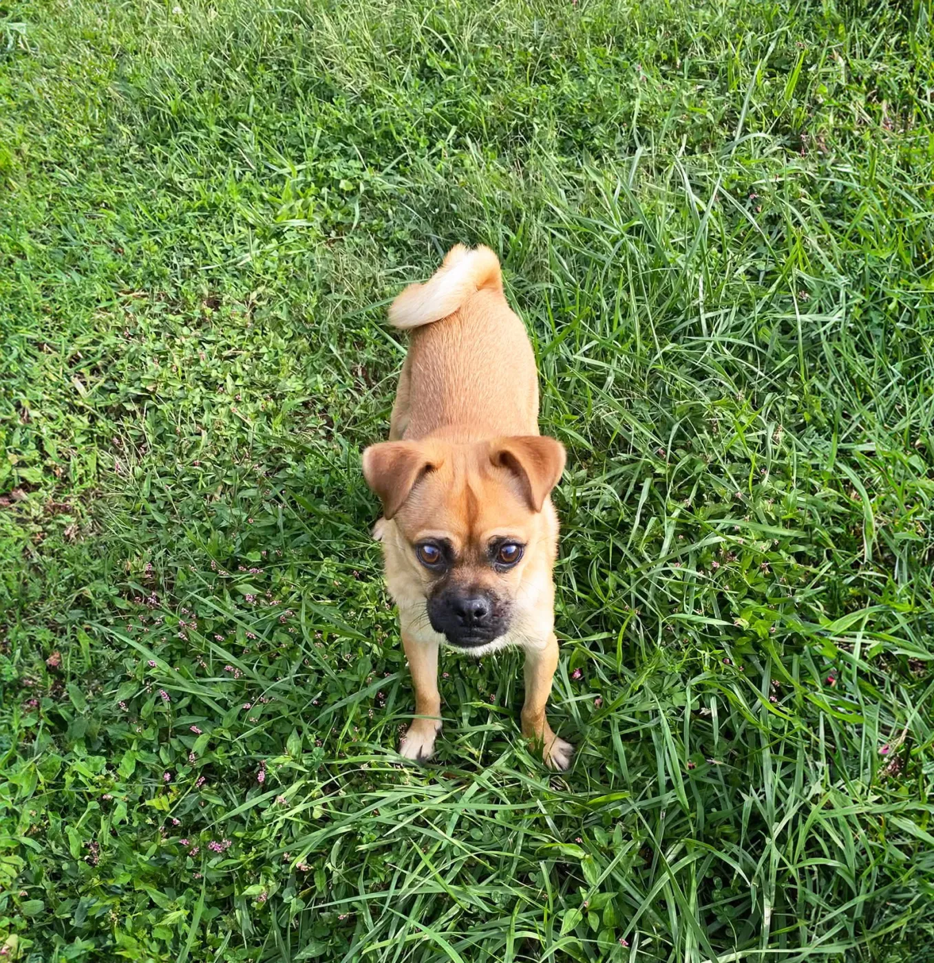 Pugsley - Photo 1
