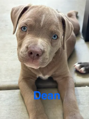 Dean