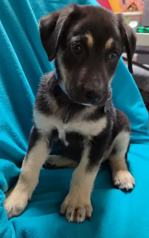 Chipper
