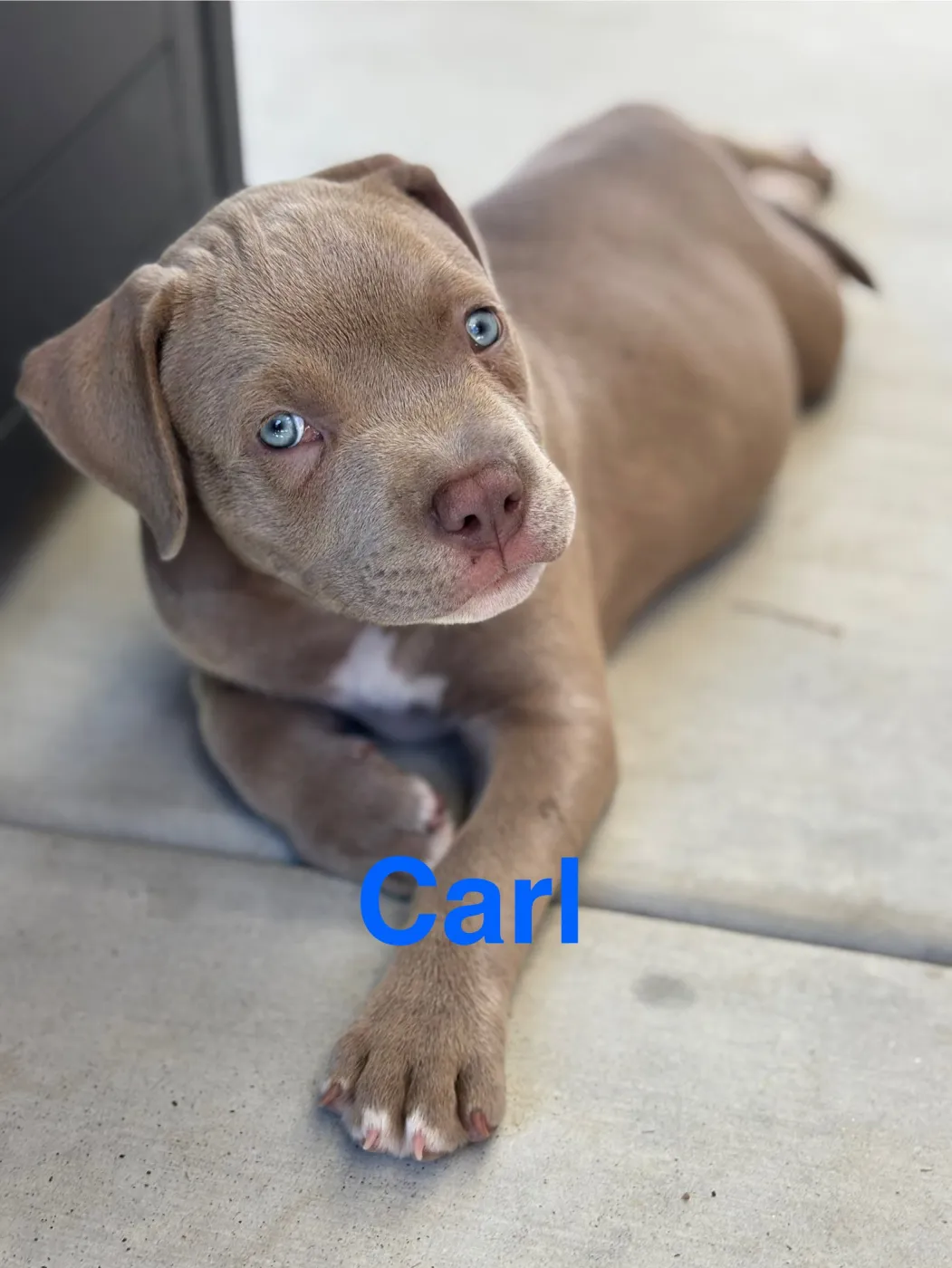Carl - Photo 1