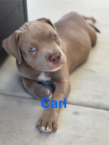 Carl