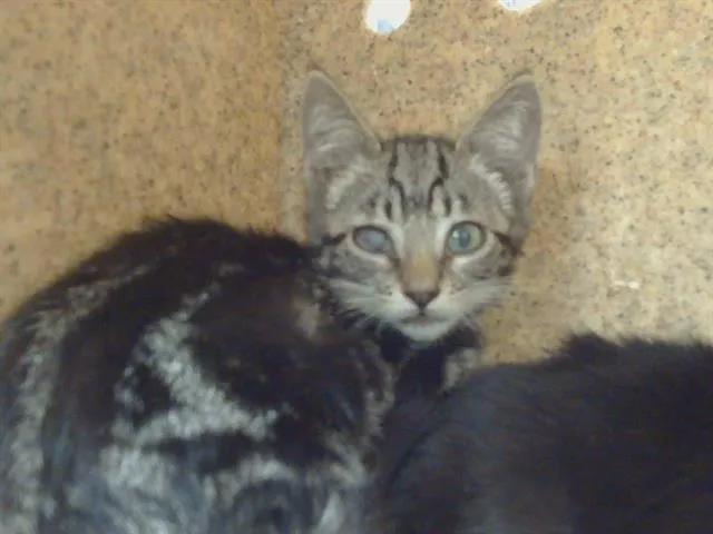 Kitty - Photo 1