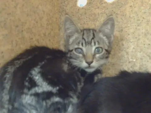 Kitty