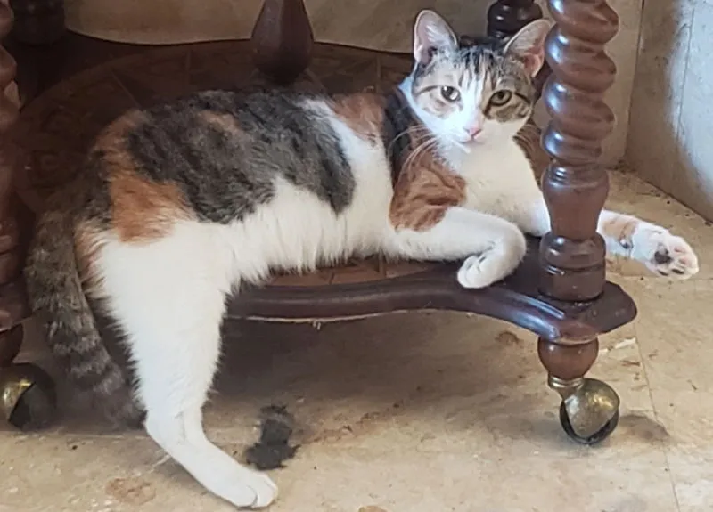 Antoinette - Photo 1