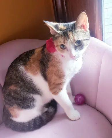 Antoinette thumbnail 2