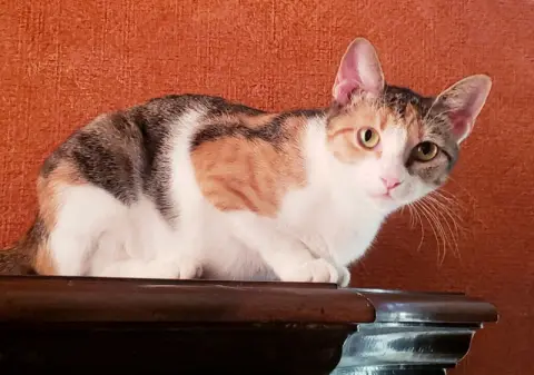 Antoinette thumbnail 5