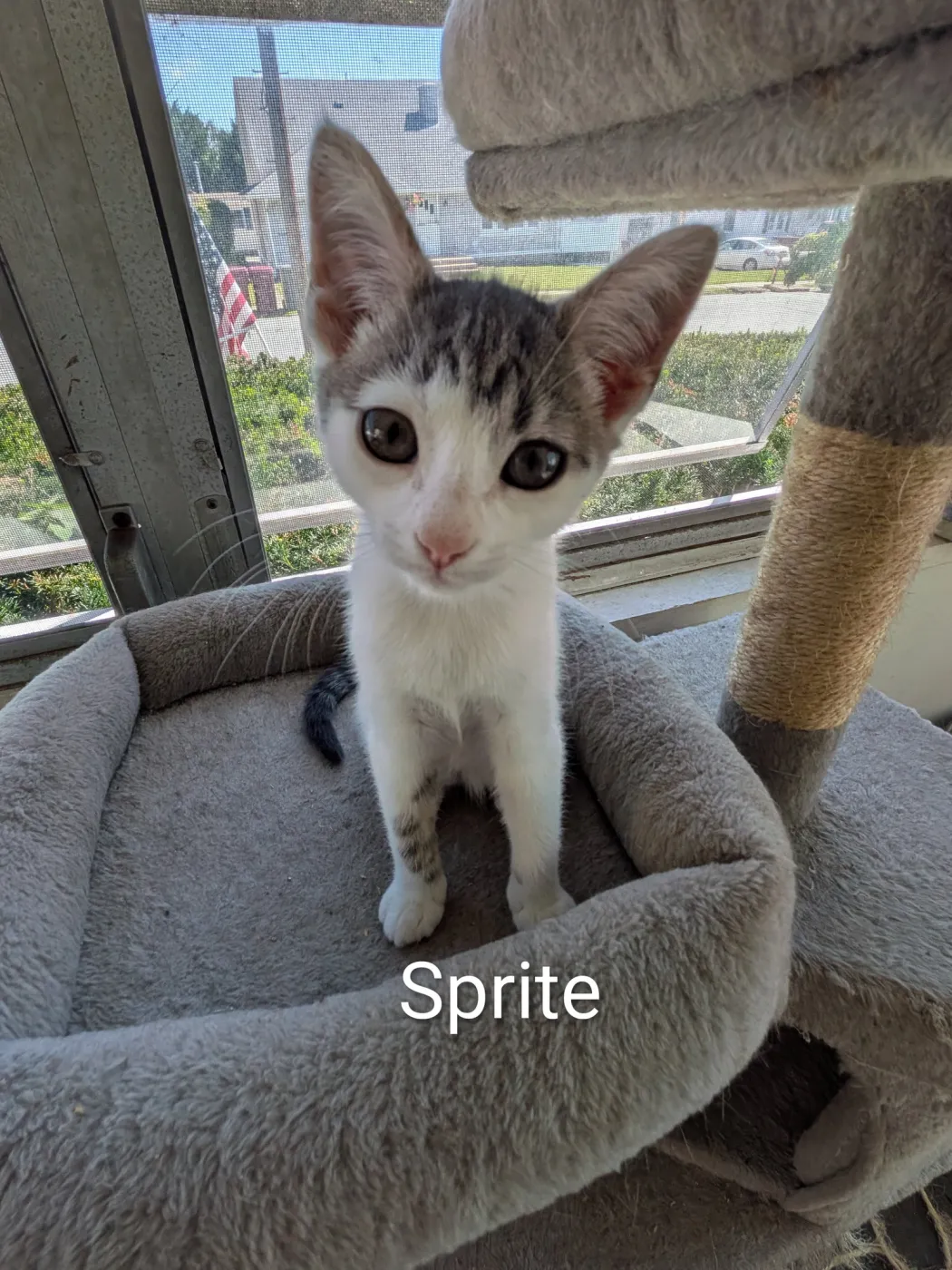 Sprite - Photo 1