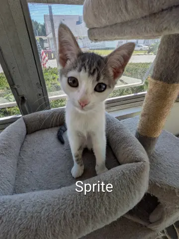 Sprite