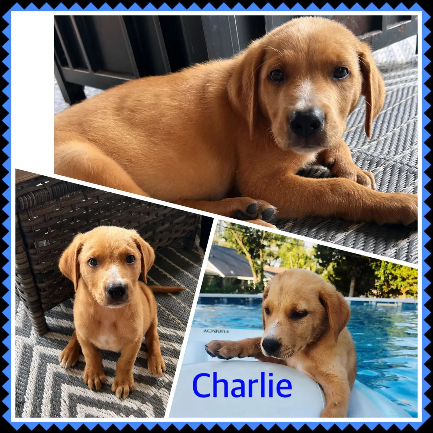 Charlie - Photo 1