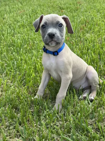 Bronson