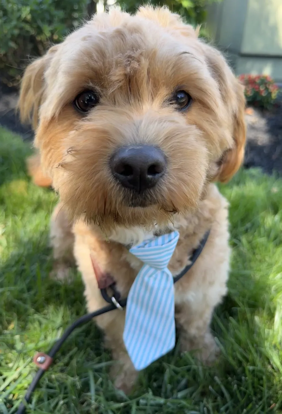 Winston - Photo 1