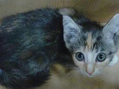 Kitty