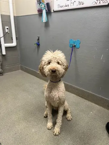 Simba