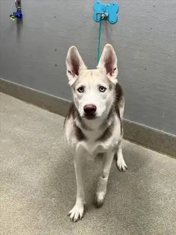 Nova
