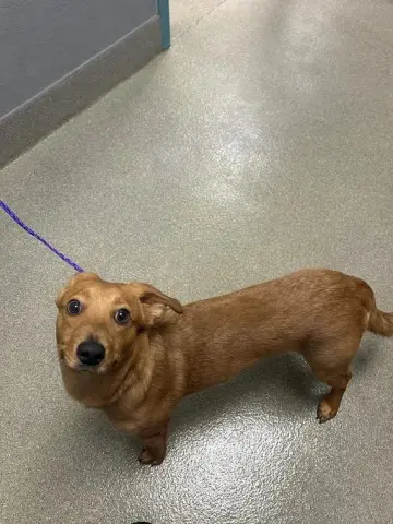Slinky