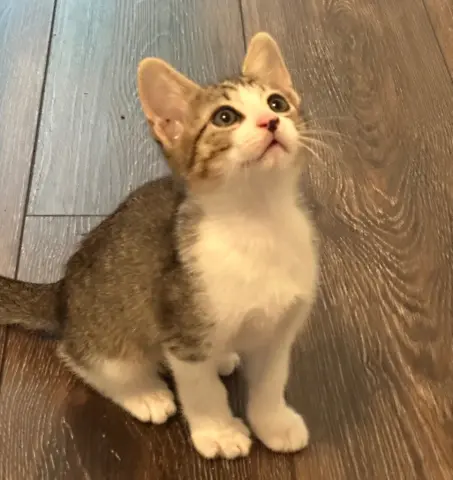 Tiny Tim