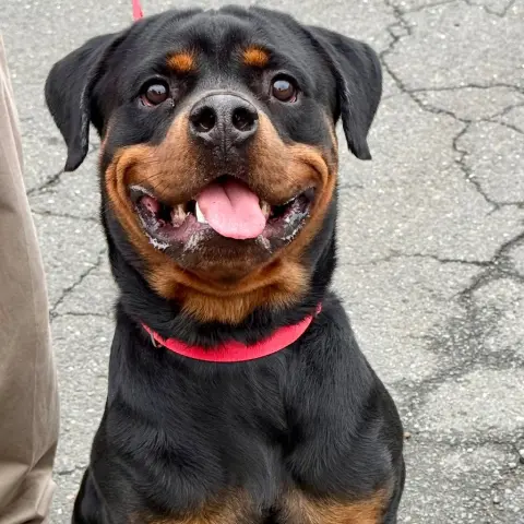 Odin