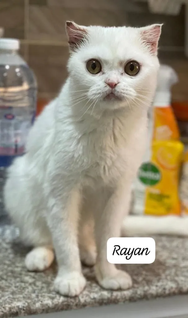 Rayan - Photo 1