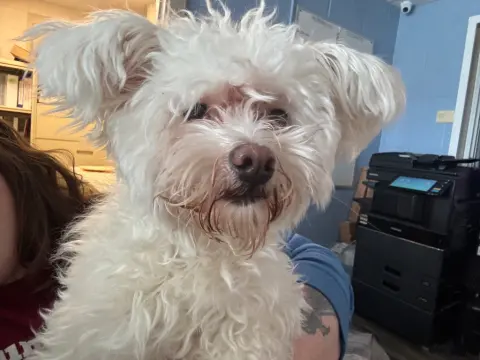 Lulu