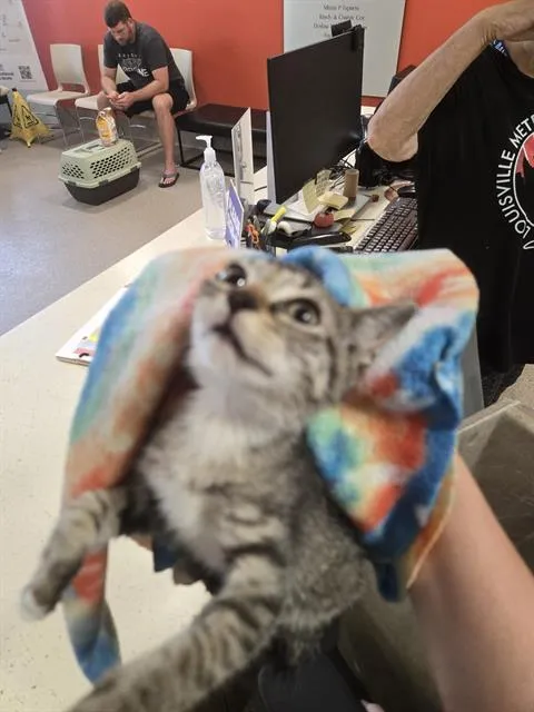 Meowly Cyrus - Photo 1
