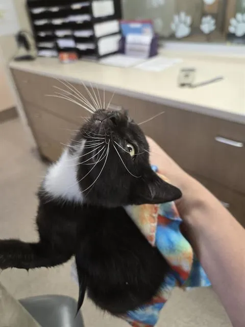 Edgar Allen Paw - Photo 1