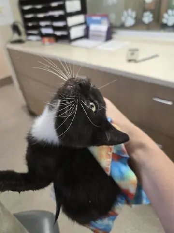 Edgar Allen Paw