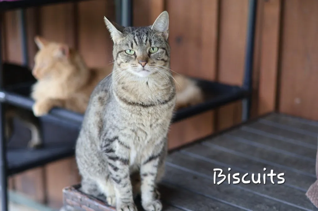 Biscuit - Photo 1