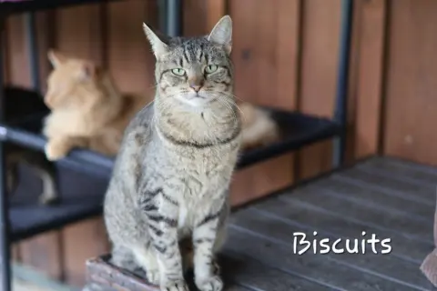 Biscuit