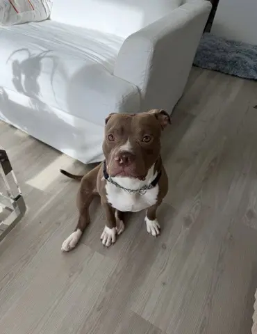 Bolo