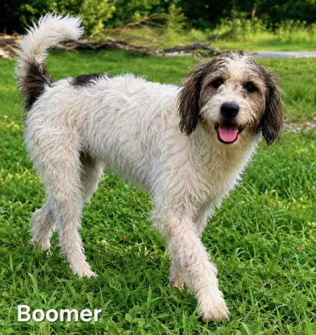 Boomer