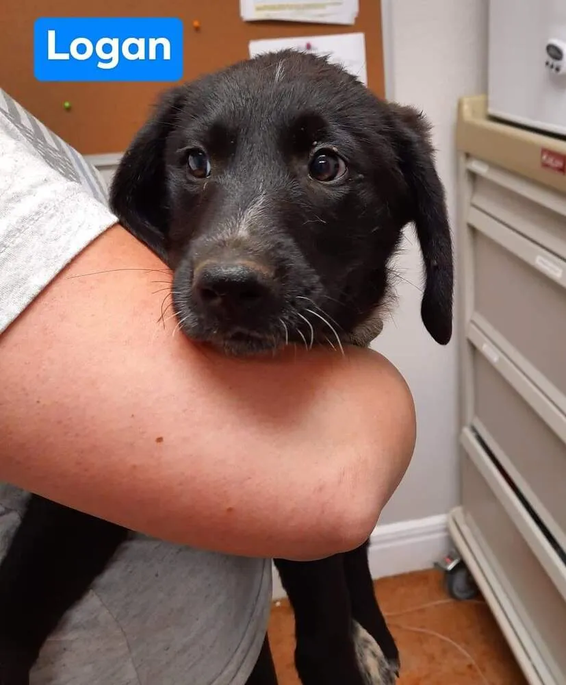 Winston - Photo 1