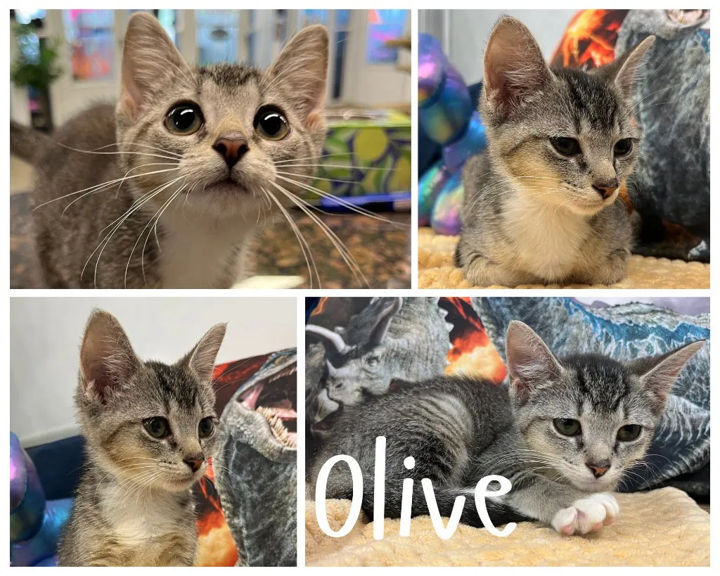Olive - Photo 1