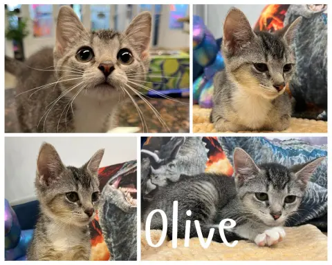 Olive