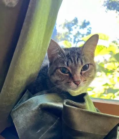 Piper