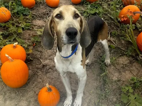 Ringo