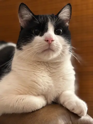 Alexander thumbnail 4