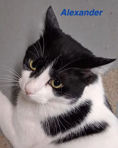 Alexander thumbnail 5