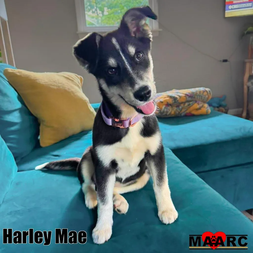 Harley Mae - Photo 1