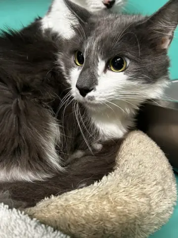 Hazel