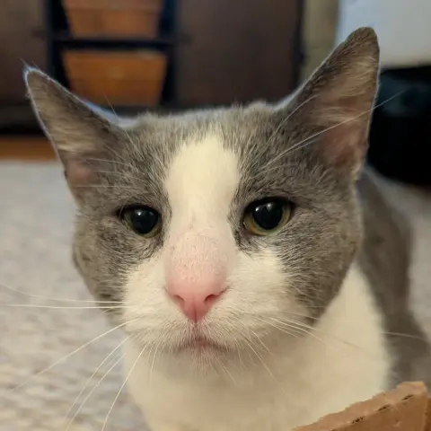 Horatio