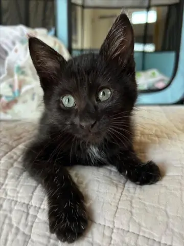 Neutron